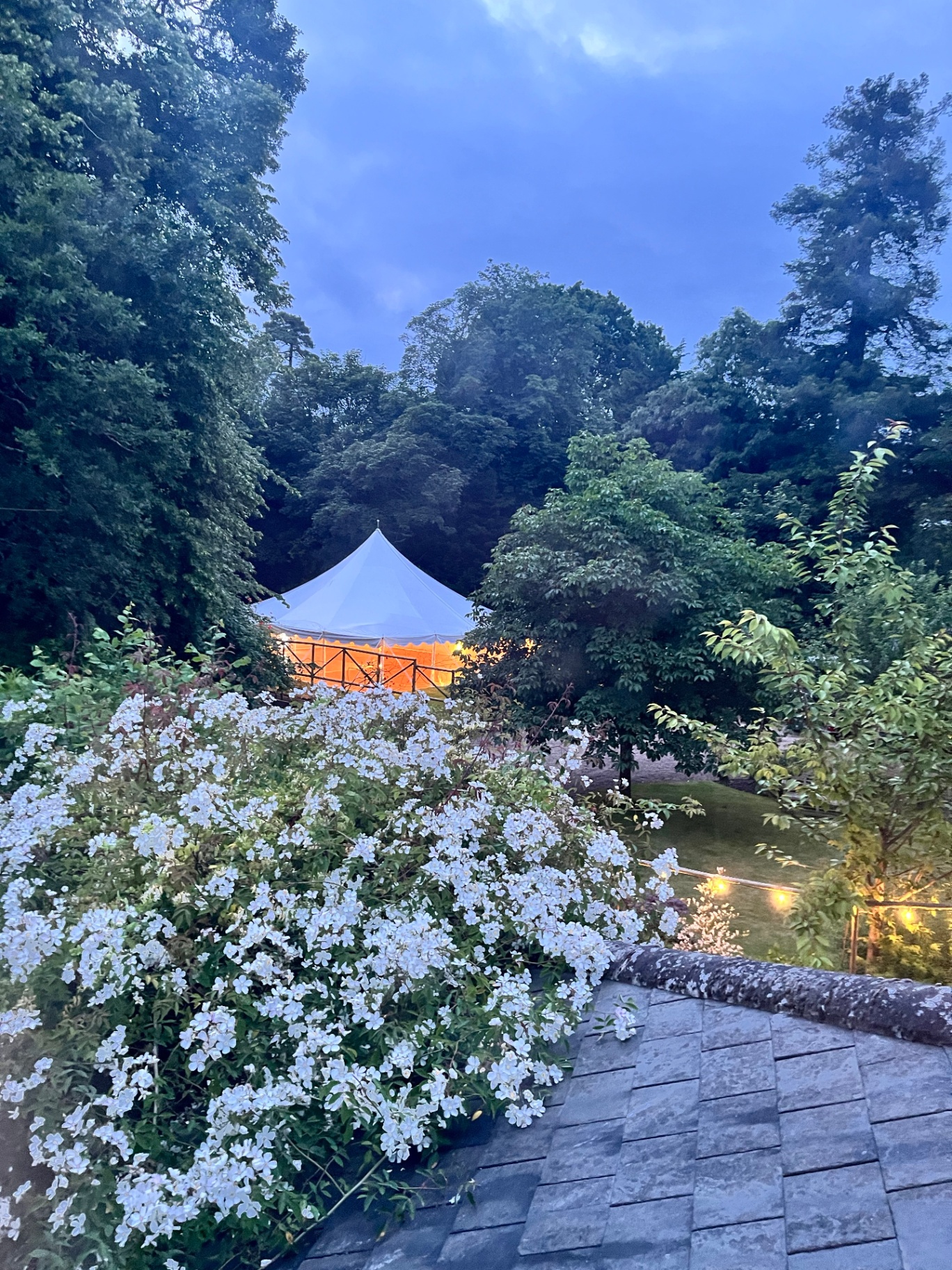 Sailcloth marquee glowing at dusk amongst trees and white blossom
